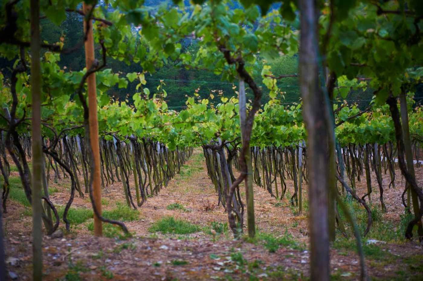 Rezabal_San_Sebastian