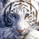 ZoombaSBG Avatar